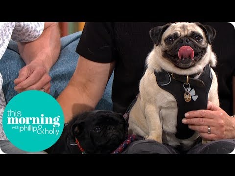 Is Your Dog Gay? Meet the Lesbian Pugs | This Morning