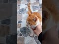 An Orange Cat On A Snowy Day