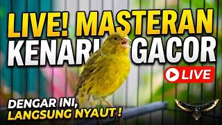 Download lagu TERAPI PENGUASAAN: GAYA NYANYIAN BURUNG KENARI MEWAH - STIMULUS KIKIK YANG SEMPURNA UNTUK SEMUA BURUNG mp3