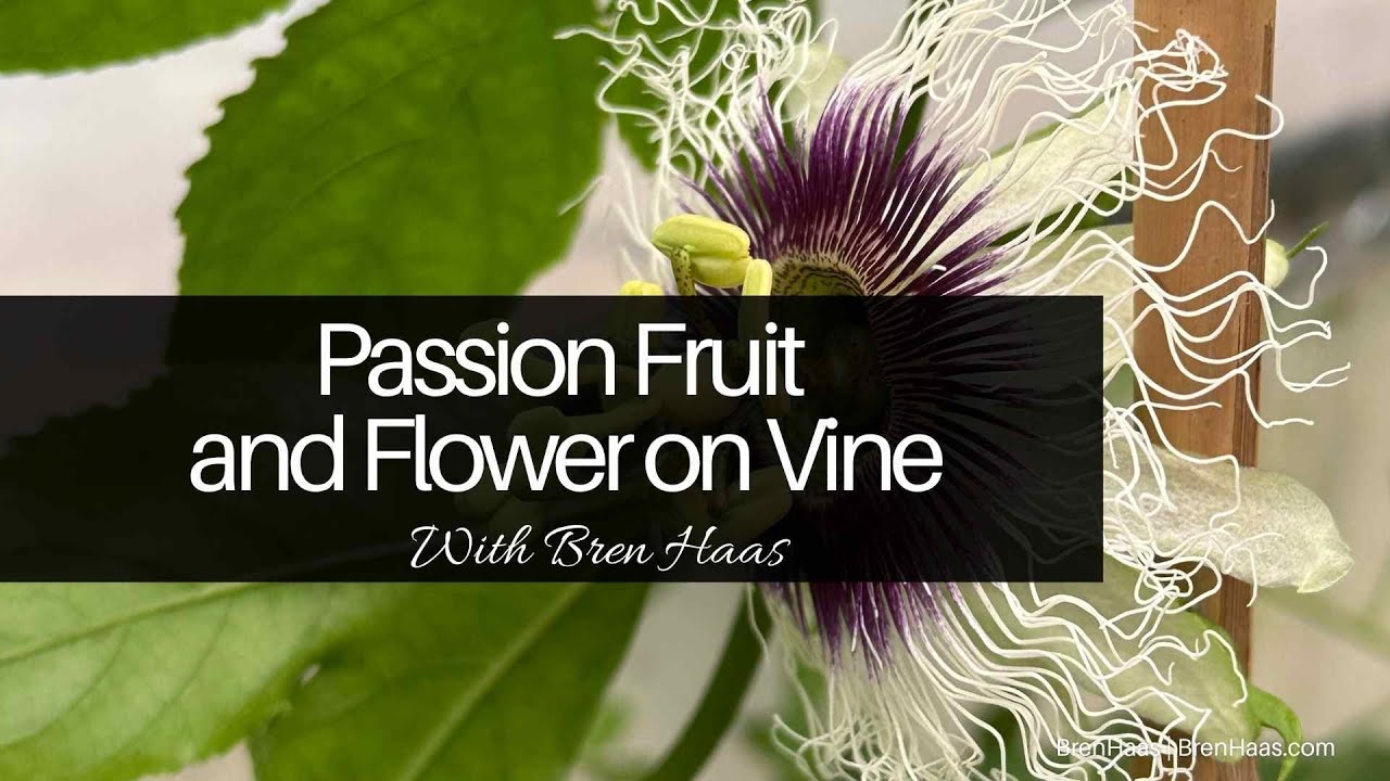 Passion Fruit and Flower on Vine