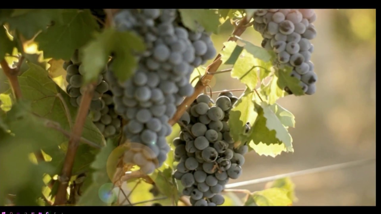 90 ANIVERSARIO DE BODEGAS PROTOS