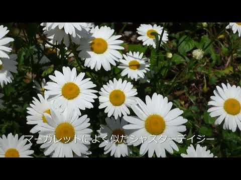 メドウデイジー 植物