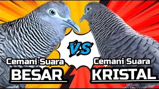 Download lagu Perkutut Cemani Gacor Suara Besar vs Cemani Gacor Suara Kristal mp3 Download lagu Perkutut Cemani Gacor Suara Besar vs Cemani Gacor Suara Kristal mp3