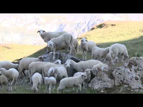Ritorno all'ovicaprino in Valle d'Aosta - Cinzia Finotto