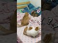 Orange Cat Vs Tabby ‍ Calico Cat Who Am I
