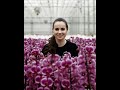 40.000 m2 glasshouse Growing Orchids, Ocean Orchids Slovenia