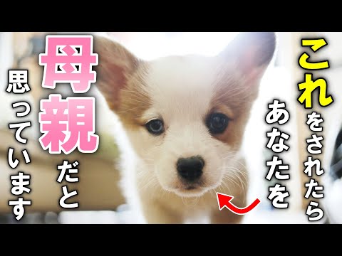 私の犬は私を母親だと思っていますか?