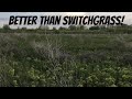 FROM BARE DIRT TO DEER BEDDING: Can anything beat switchgrass? Absolutely!