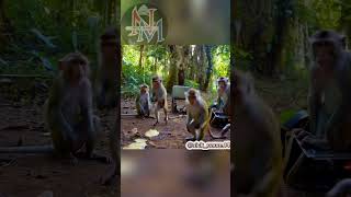 Download lagu remix garam cina versi monyet lucu #videolucu #funny #monyet #hiburan mp3 Download lagu remix garam cina versi monyet lucu #videolucu #funny #monyet #hiburan mp3