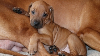The Story of Zero - Our Rhodesian Ridgeback Puppy
