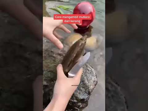 cara mengambil mutiara dari kerang #shorts #mutiaratawar #mutiaralaut #fyp #knowledge #mutiaraasli