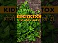 धनिया रखेगा आपकी किडनी को स्वस्थ Coriander Is 