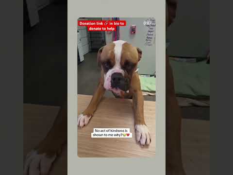 Can you help our rescue dogs⁉️🥺Link in our bio🫶 #amazon #rescuedog #chihuahua #shelter #florida