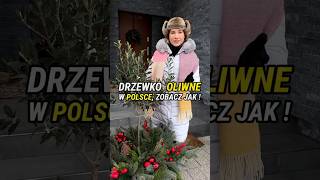 Music video thumbnail preview for Krzak - Drzewo Oliwne (REMASTER) by Krzak