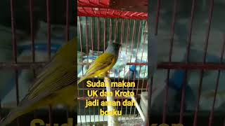 Download lagu Sikatan Kepala Abu abu. Kios Base Camp DIVA'S SF LUMAJANG 087876651341 mp3 Download lagu Sikatan Kepala Abu abu. Kios Base Camp DIVA'S SF LUMAJANG 087876651341 mp3