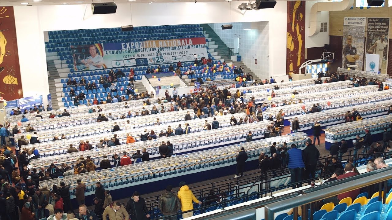 Expoziția Națională U. C. P. R. 2018, ediție jubiliară: 800 de premii și doi invitați speciali – Erik Limbourg și Managerul Beyers Belgium