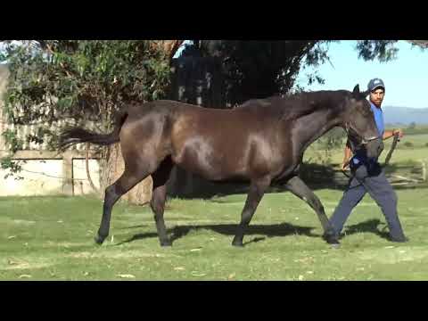 Lote ARABALA