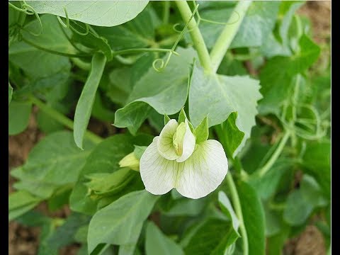 Pea Shoots  -  How to grow Pea Shoots - No soil - No medium