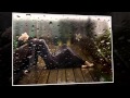 Не взыщи, мои признанья грубы - / Галина Хомчик / 