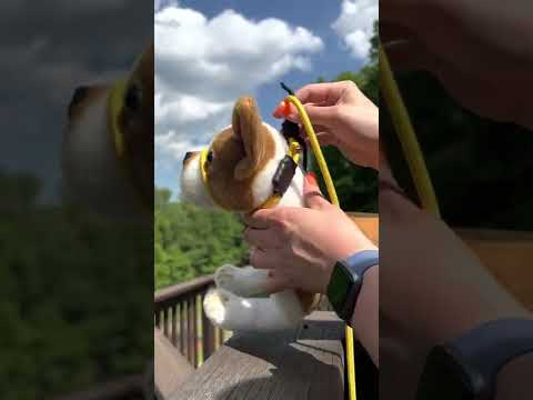 Jac's Pack Canine Behavior & Training, LLC video.