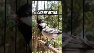 Download lagu Panggilan Gelatik betina untuk jantan #glatikfullisian #gelatik #gelatikwingko #birdsounds #suara mp3 Download lagu Panggilan Gelatik betina untuk jantan #glatikfullisian #gelatik #gelatikwingko #birdsounds #suara mp3