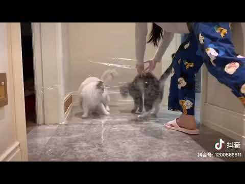 布偶美短智商比拼