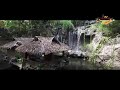 Rainforest New Whatsapp Status