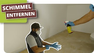 Schimmel effektiv entfernen