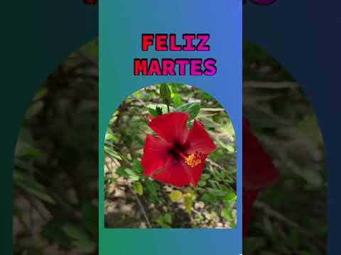 Feliz martes Buenos días Bendiciones con el cariño de siempre
