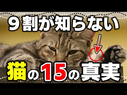猫について知っておくべき15のこと