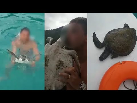Crime ambiental dentro de reserva extrativista marinha: banhistas retiram tartaruga do mar em Arraial do Cabo para fazer vídeo 