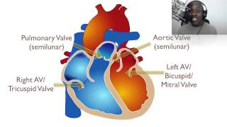 The Anatomy Of The Heart