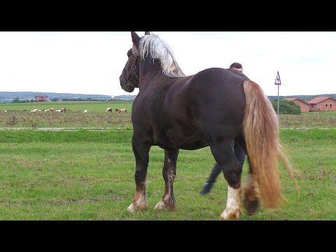 Magyar Zoltan's stallion from Satu Mare 2022