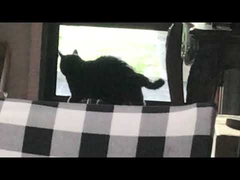 My Cat Doing Silly Things!