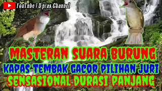 Download lagu MASTERAN SUARA BURUNG KAPAS TEMBAK ||GACOR PILIHAN JURI SENSASIONAL DURASI PANJANG # kapastembak mp3 Download lagu MASTERAN SUARA BURUNG KAPAS TEMBAK ||GACOR PILIHAN JURI SENSASIONAL DURASI PANJANG # kapastembak mp3