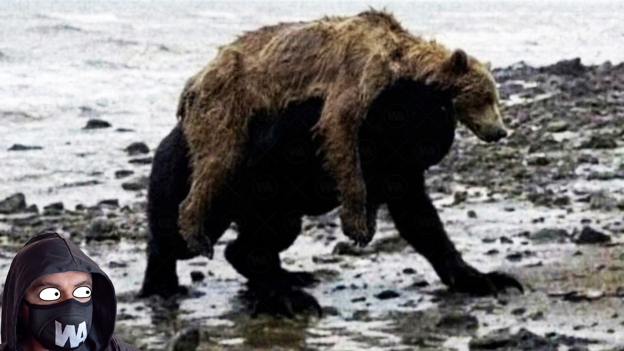 Por Qué En Yellowstone No Hay Pánico Por Este Cazador De Osos Grizzly De 300 kg
