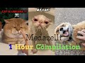 Medazelli TikTok Compilation 1 Hour