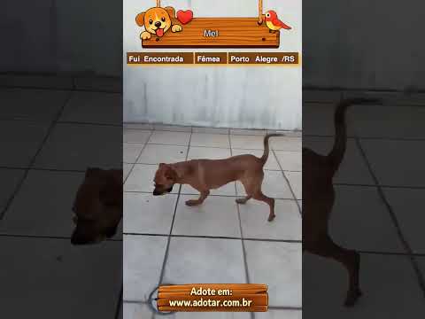 Vídeo de Mel