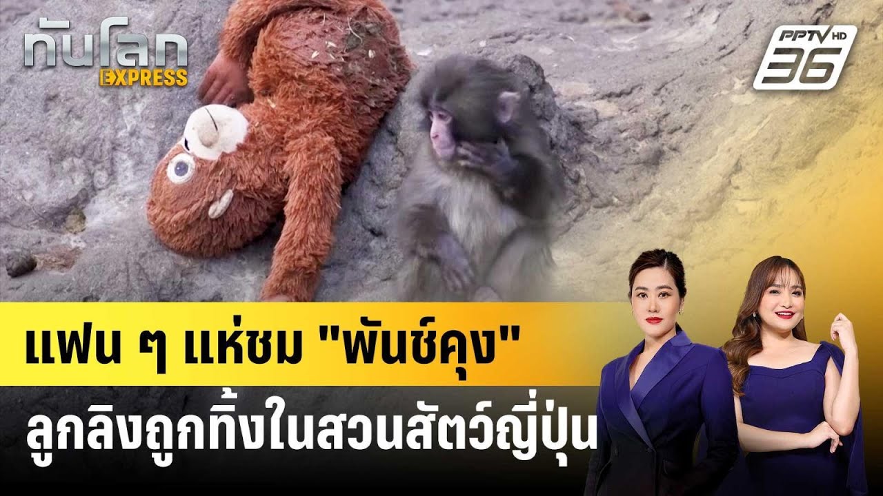 แฟน ๆ แห่ชม "พันช์คุง" ลูกลิงถูกทิ้งในสวนสัตว์ญี่ป?
