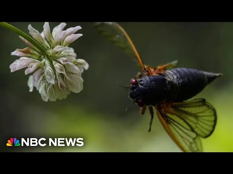 Two broods of cicadas will emerge this summer at level not seen since 1803