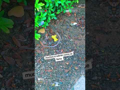 planeta rica (córdoba)