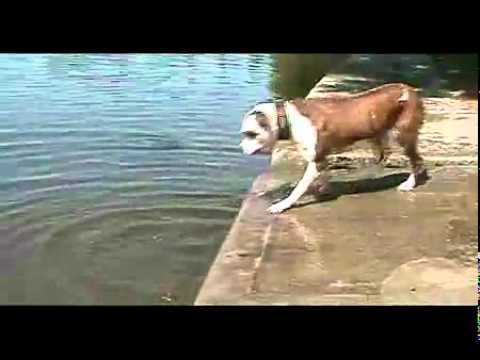 Cão que não sabe as leis da Fisica.