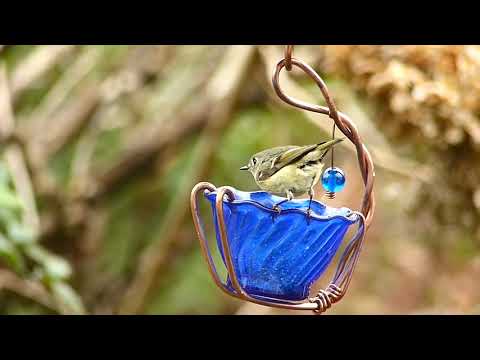 Ruby-crowned Kinglet eating Mealworms / Roitelet à couronne rubis