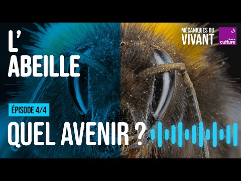 Quel avenir pour les abeilles ? (4/4) | Mécaniques du vivant, saison 4 : l'abeille