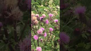 The Scottish Thistle has a visitor