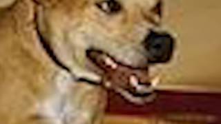 Weezer's In The Mall But Almost Every Noun, Adjective or Verb Is Replaced With Mall