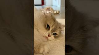 고양이 집사의 취미