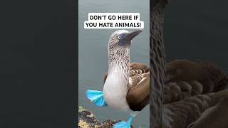 DON'T GO HERE IF YOU HATE ANIMALS! 😱🦭🐢 Watch the FULL video! 👆🏼