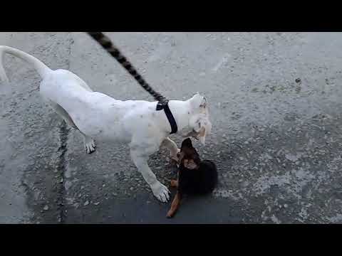 Sikandar Playing With Daisy&Rocky || Dogo Argentino & Jarman Shepherd Puppies🥰 Playing Together 🦮