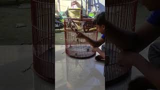 Download lagu MELATIH GAJAH MADA YANG MEMILIKI SUARA NYARING mp3